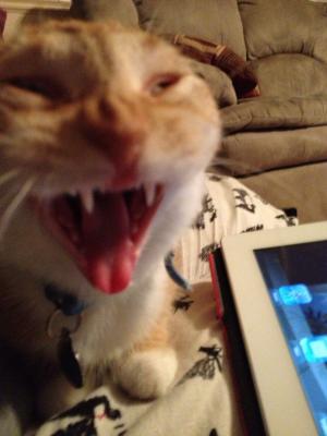 Yawning Cat Number 214