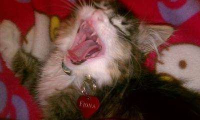 Yawning Cat Number 216