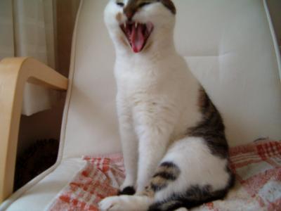 Yawning Cat Number 219