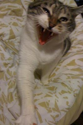 Yawning Cat Number 220