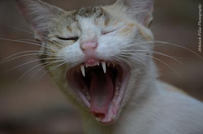 Yawning Cat Number 221