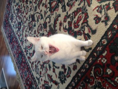 Yawning Cat Number 227