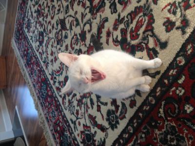 Yawning Cat Number 228