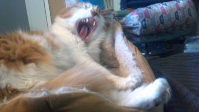 Yawning Cat Number 239
