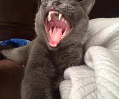 Yawning Cat Number 245
