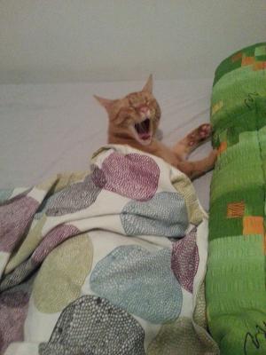 Yawning Cat Number 248