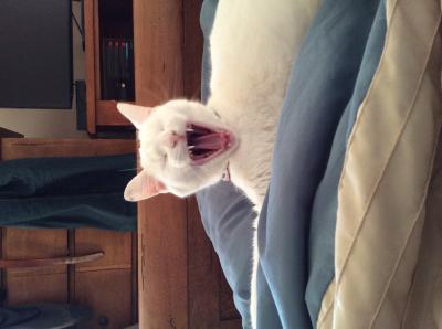 Yawning Cat Number 251