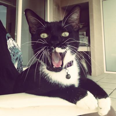 Yawning Cat Number 252