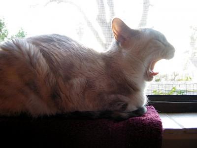 Yawning Cat Number 5