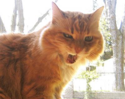 Yawning Cat Number 7