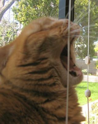 Yawning Cat Number 9