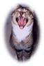 Yawning Cat Number 20