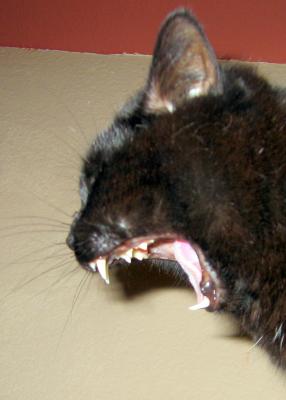 Yawning Cat Number 21