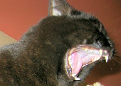 Yawning Cat Number 22