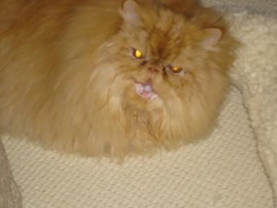 Yawning Cat Number 27