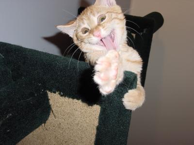 Yawning Cat Number 28