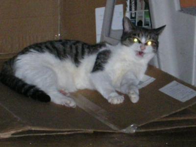 Yawning Cat Number 31