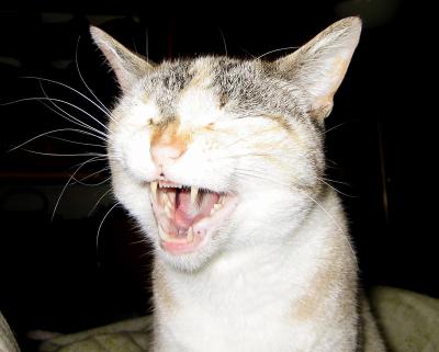 Yawning Cat Number 33