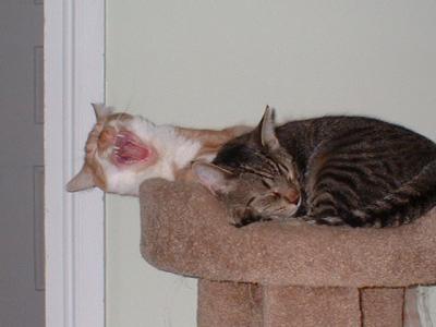 Yawning Cat Number 35