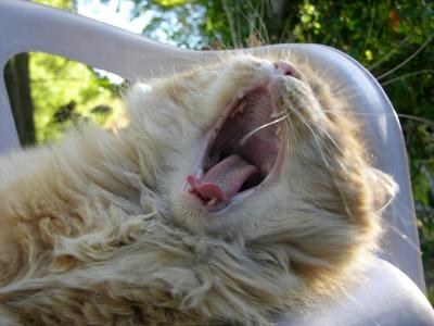 Yawning Cat Number 37