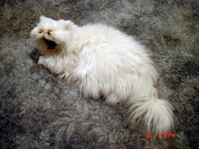 Yawning Cat Number 40