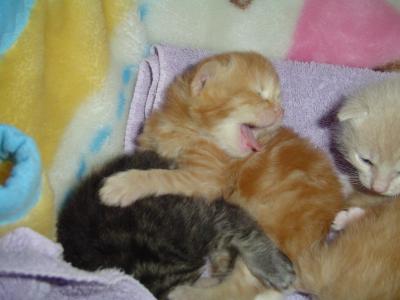 Yawning Cat Number 41
