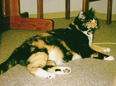 Yawning Cat Number 44