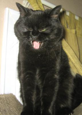 Yawning Cat Number 47