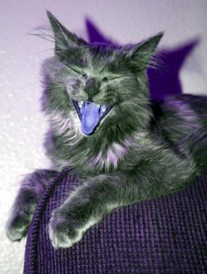 Yawning Cat Number 50