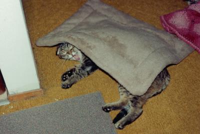 Yawning Cat Number 55