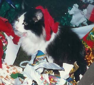 Yawning Cat Number 56