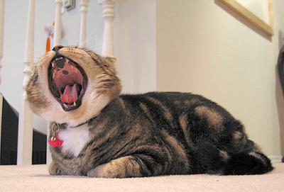 Yawning Cat Number 58
