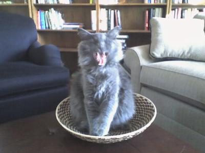 Yawning Cat Number 60
