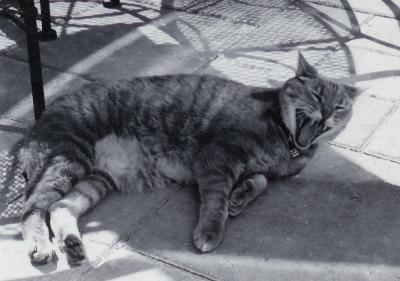 Yawning Cat Number 61