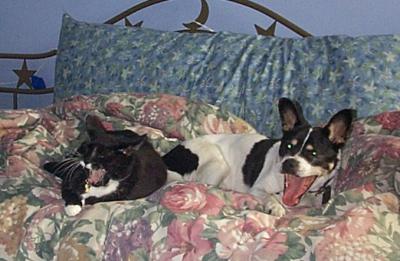 Yawning Cat Number 62