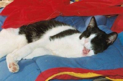 Yawning Cat Number 65