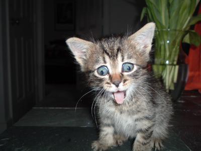 Yawning Cat Number 70