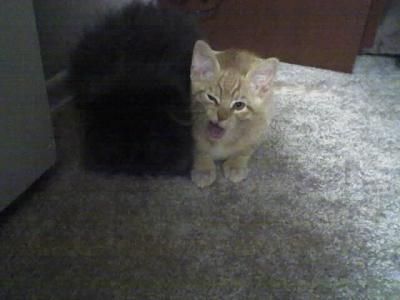 Yawning Cat Number 72