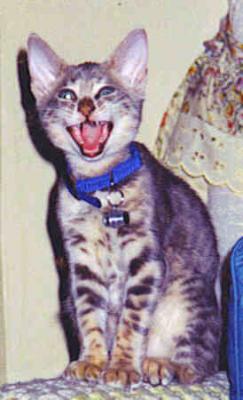 Yawning Cat Number 73