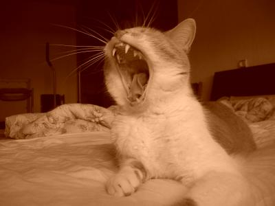 Yawning Cat Number 76