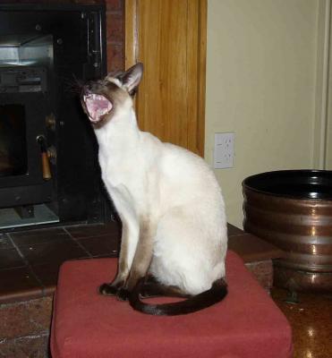 Yawning Cat Number 77