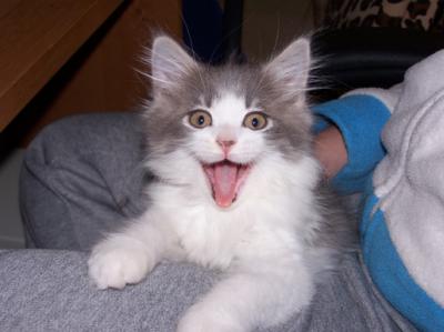 Yawning Cat Number 80