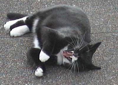 Yawning Cat Number 83