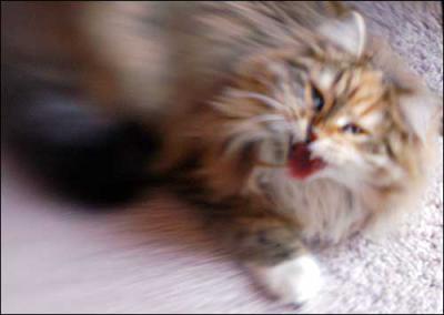 Yawning Cat Number 88