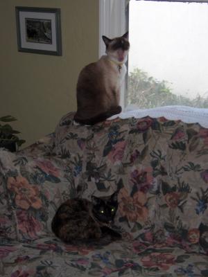 Yawning Cat Number 89