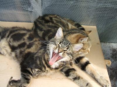 Yawning Cat Number 93