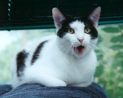 Yawning Cat Number 95