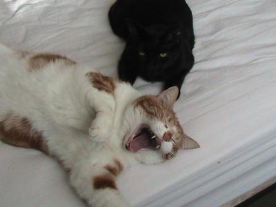 Yawning Cat Number 97