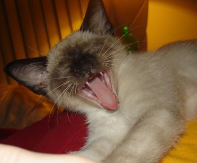 Yawning Cat Number 98