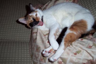 Yawning Cat Number 107
